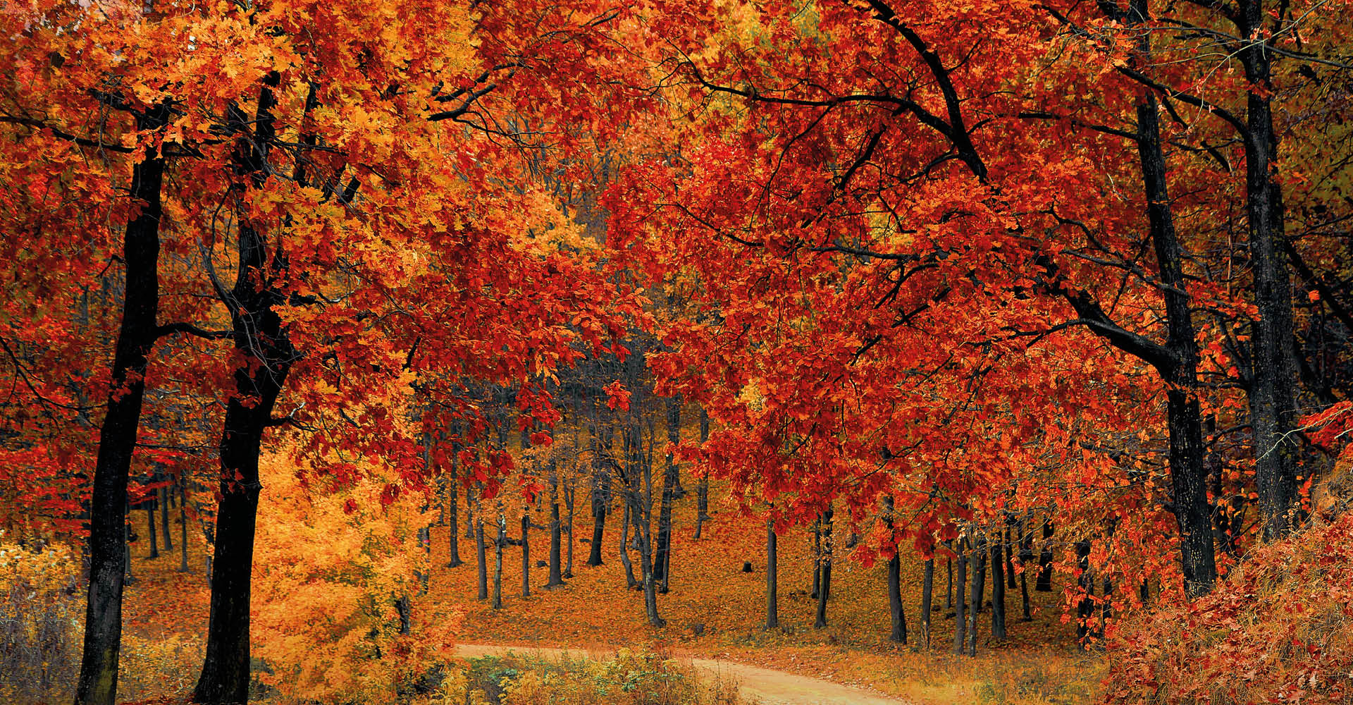 immagine di un bosco in autunno, con foglie che variano dal colore giallo al rosso